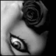 kleine_rose