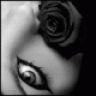 kleine_rose