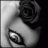 kleine_rose